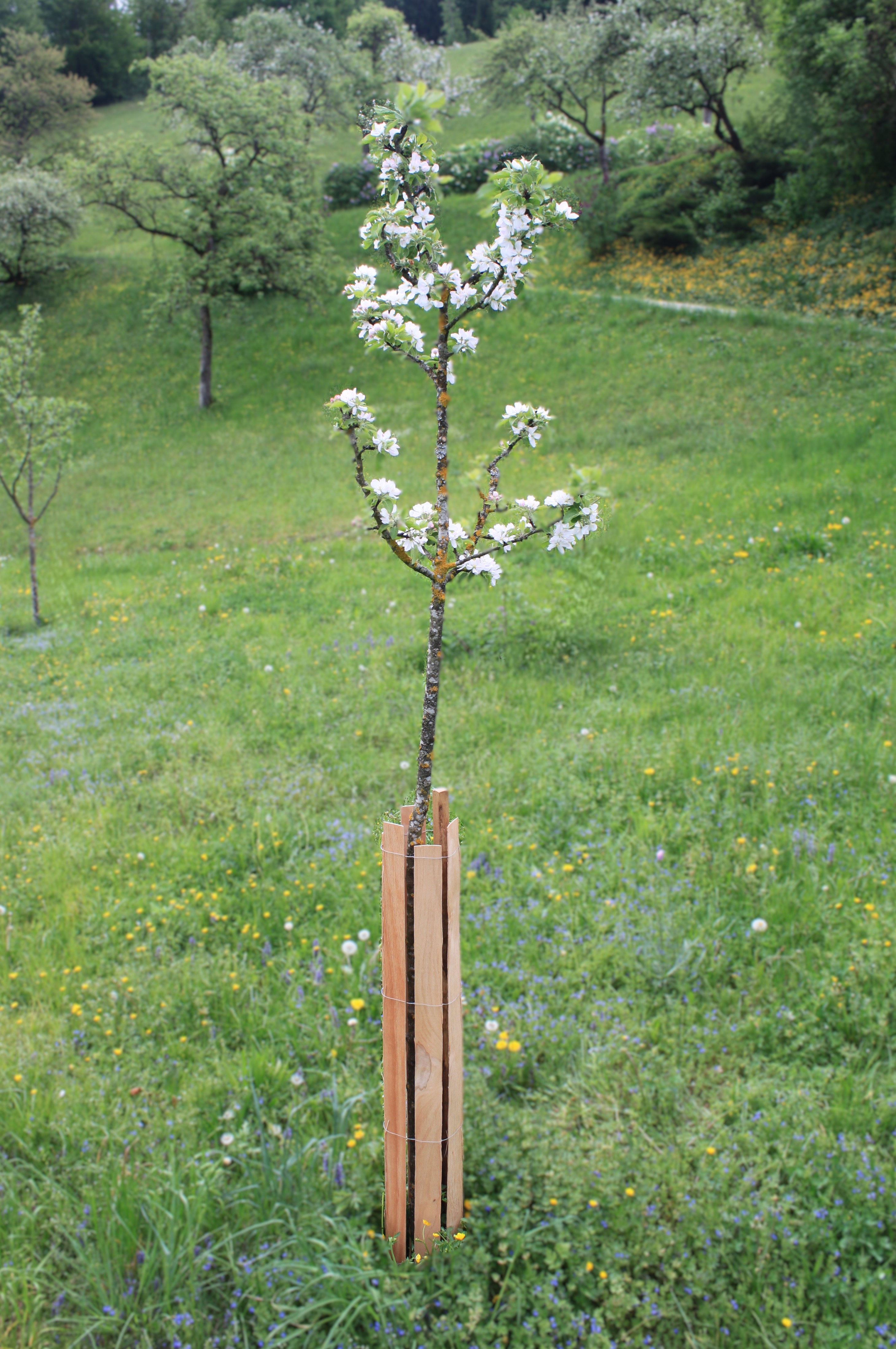 7-fach Waldrand.JPG